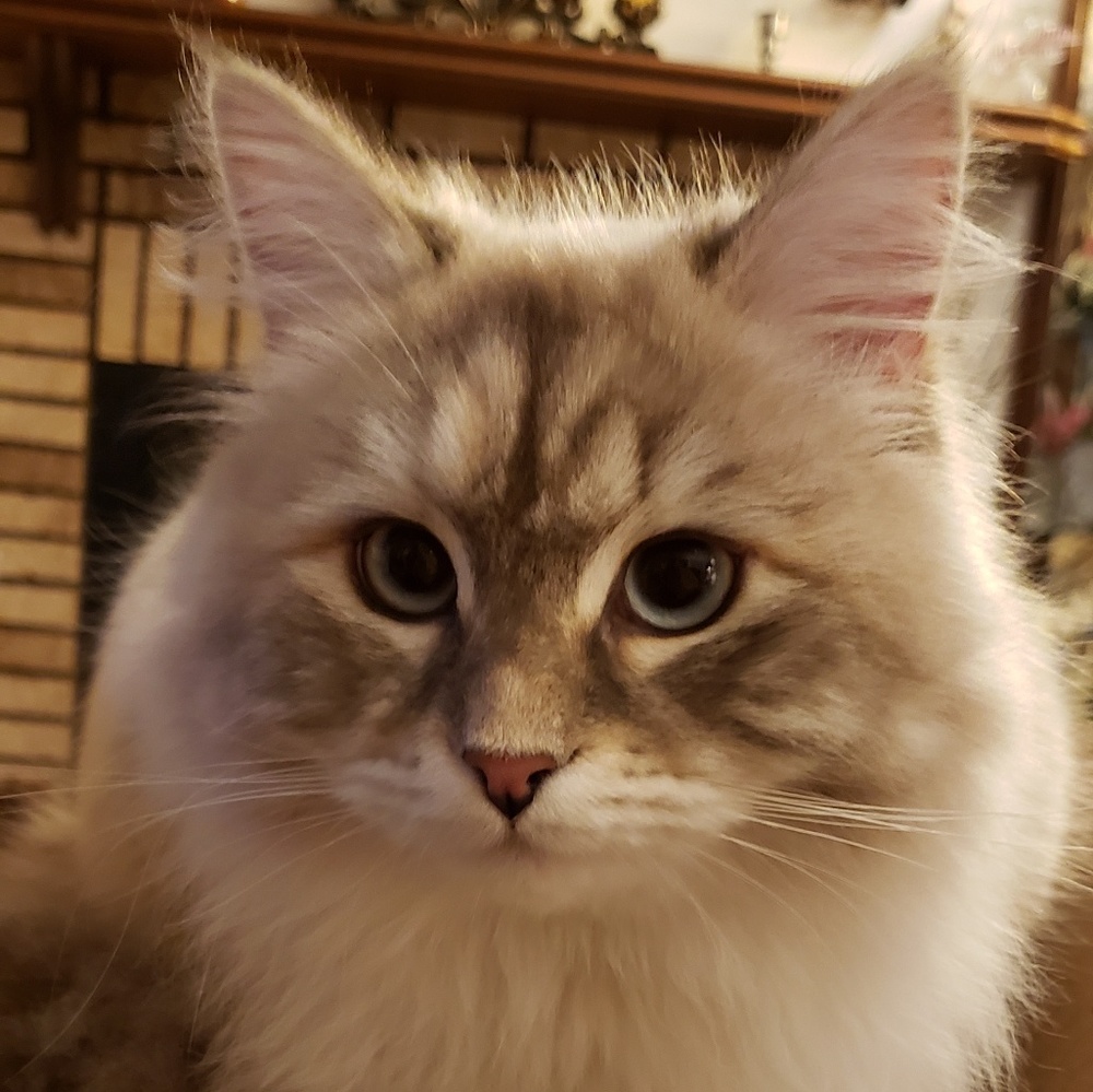 Meet your Posher, Kristie